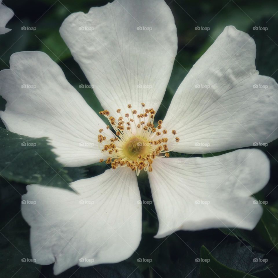 White flower