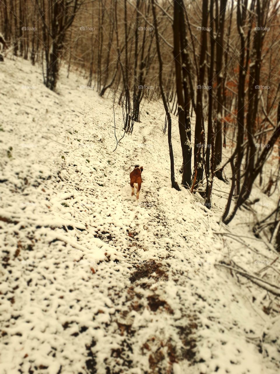 A hunting dog in forest exploration on the first and fresh snow