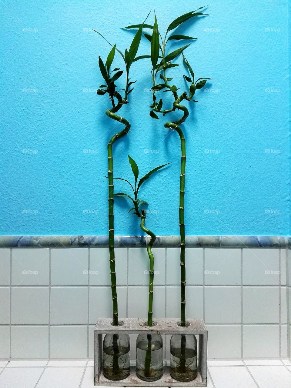 lucky bamboo in hanging glass pots