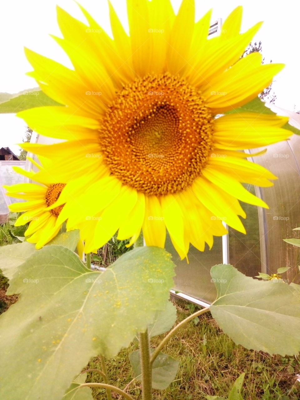 флора.подсолнух.желтый сад.дача.