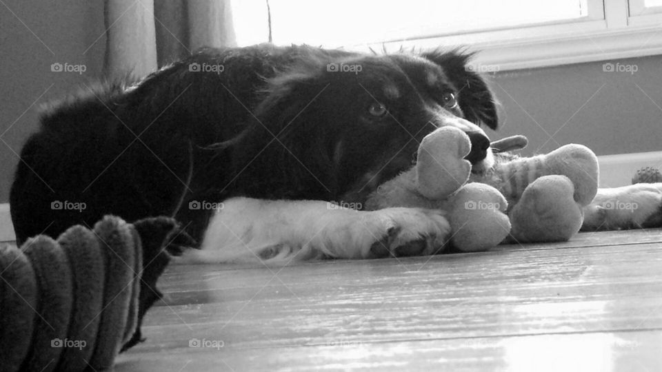 Playfully Tired . after a long day of play