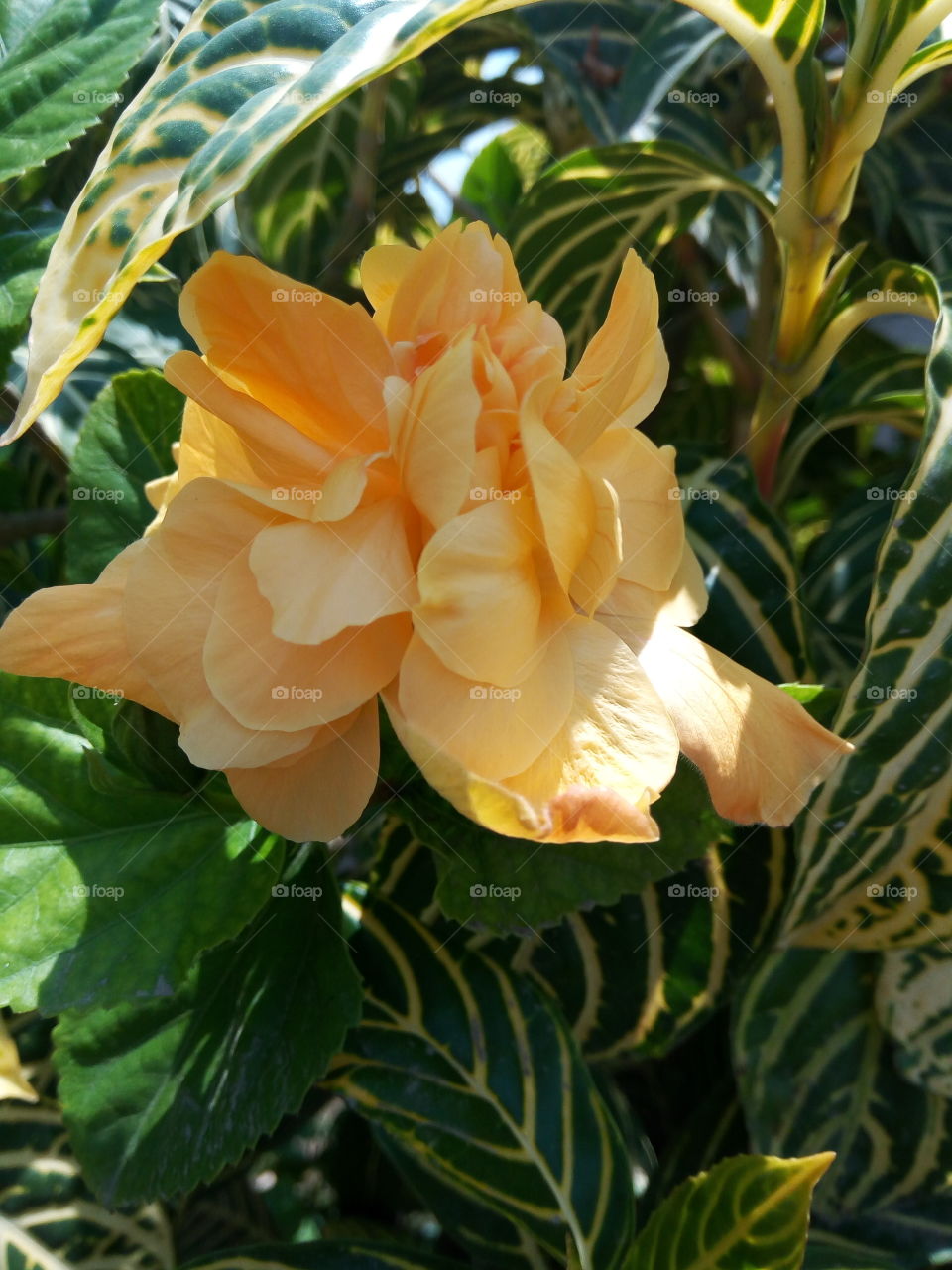 Leaf, Nature, No Person, Flora, Flower