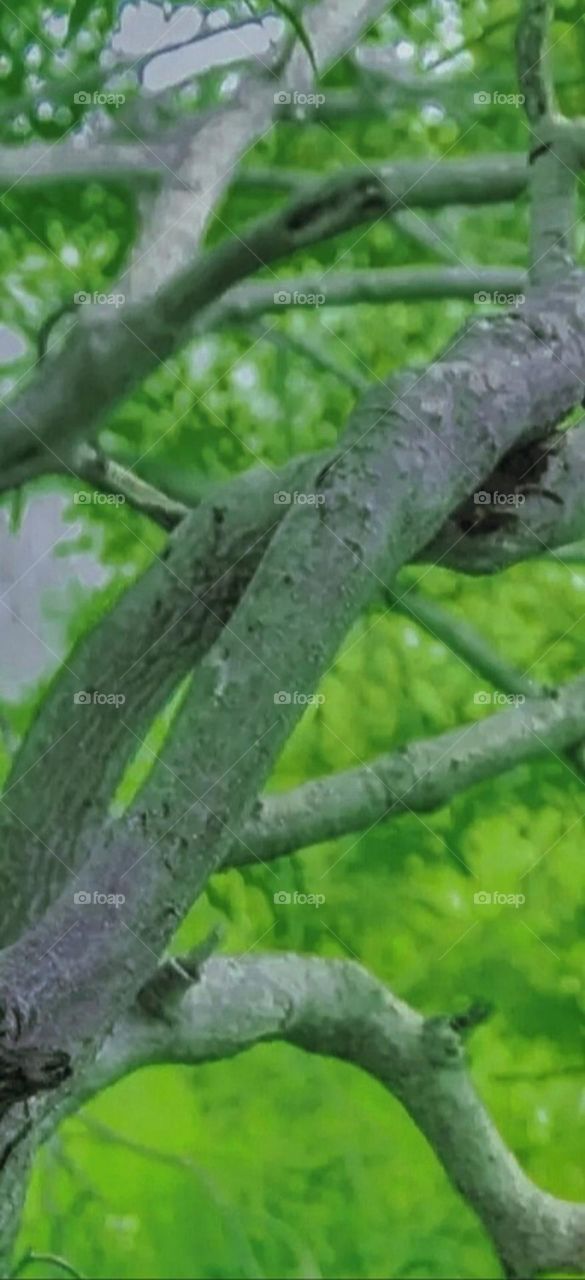 Beautiful and attractive branches of a tree.