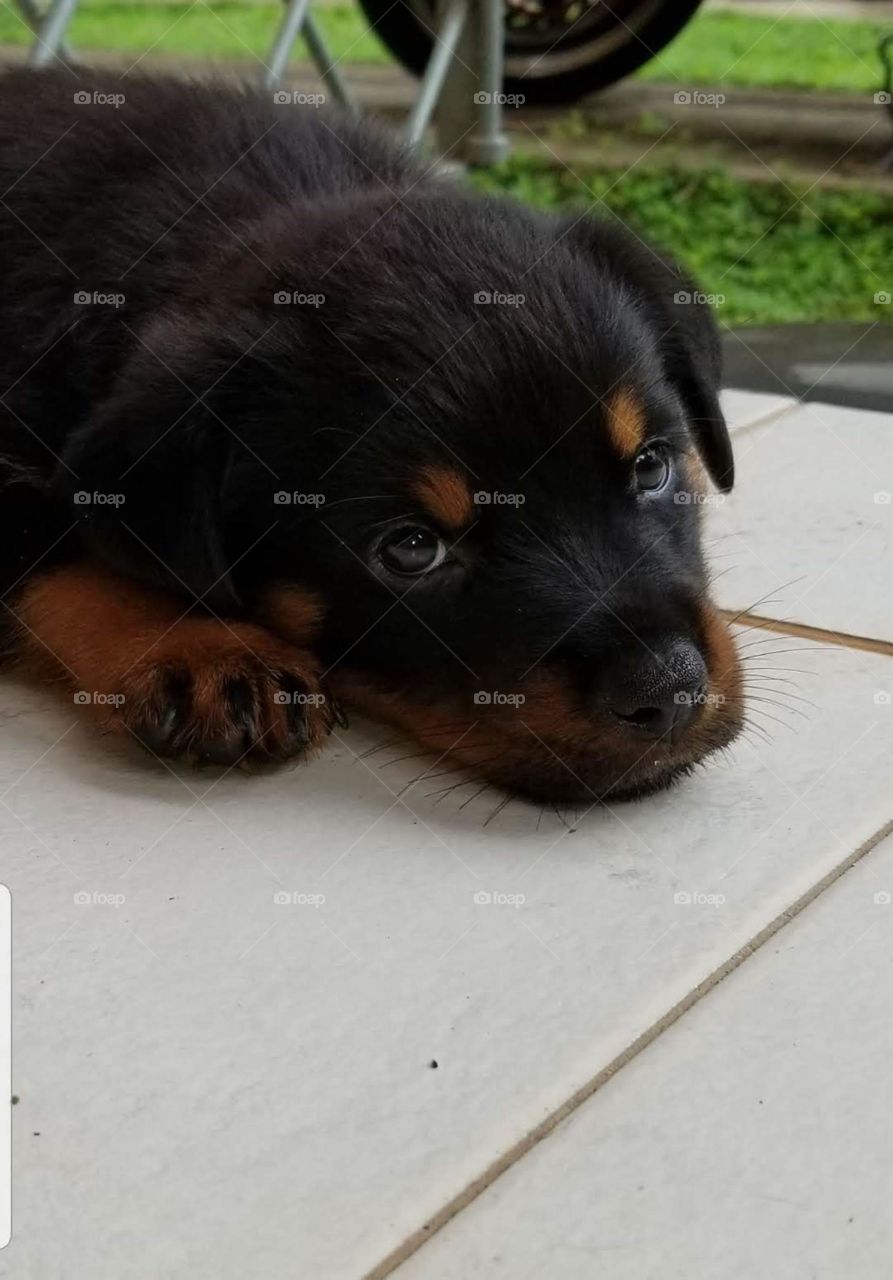 Rottweiler Puppy