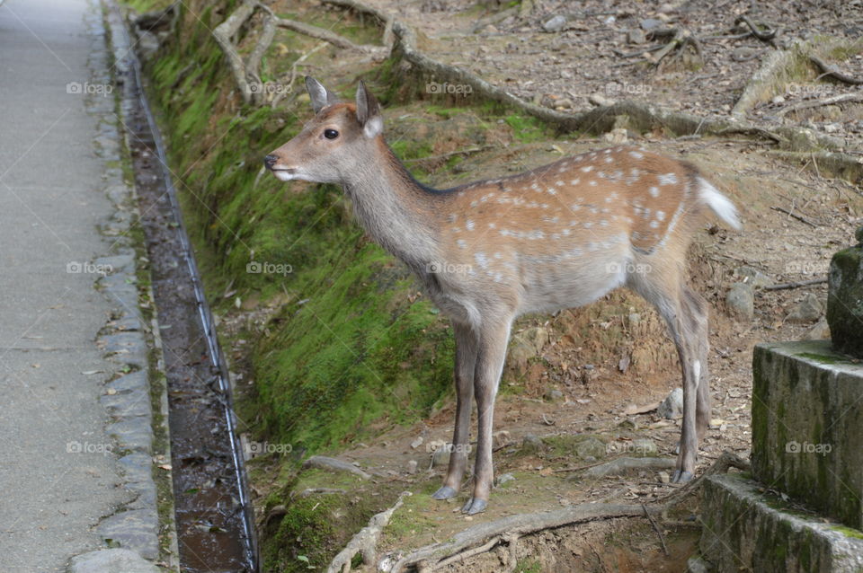 Japanese Deer At Nara Park Japan