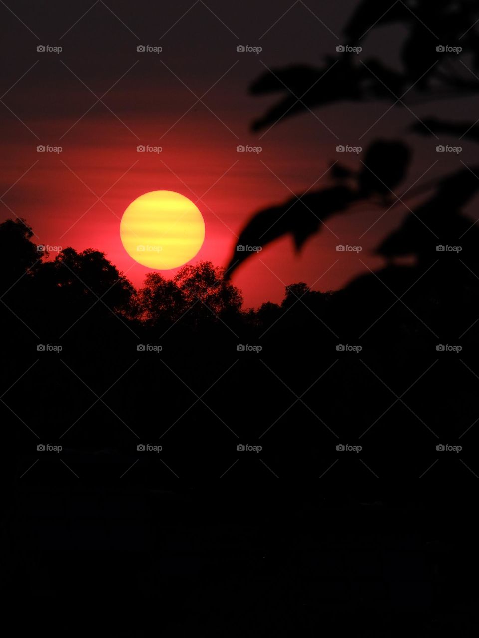 A closer capture of orange color sunset with trees making silhouette, Malaysia.