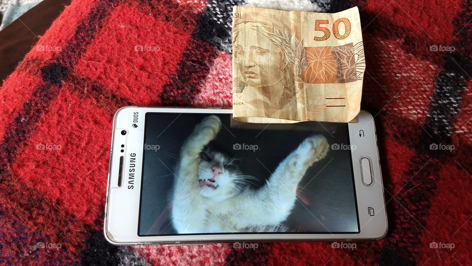 cat, money, to, animais , of , pictures