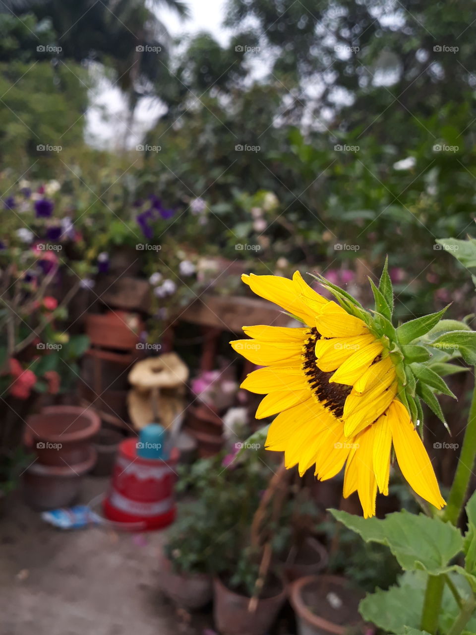 Sunflower in normal weather condition