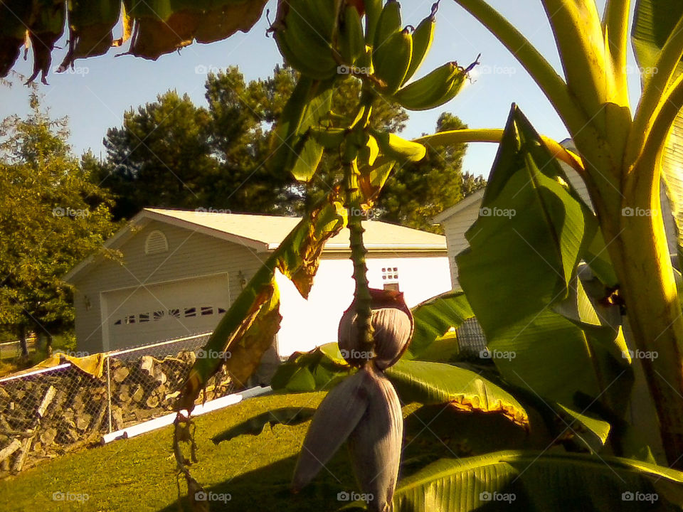 Kentucky Banana Plant