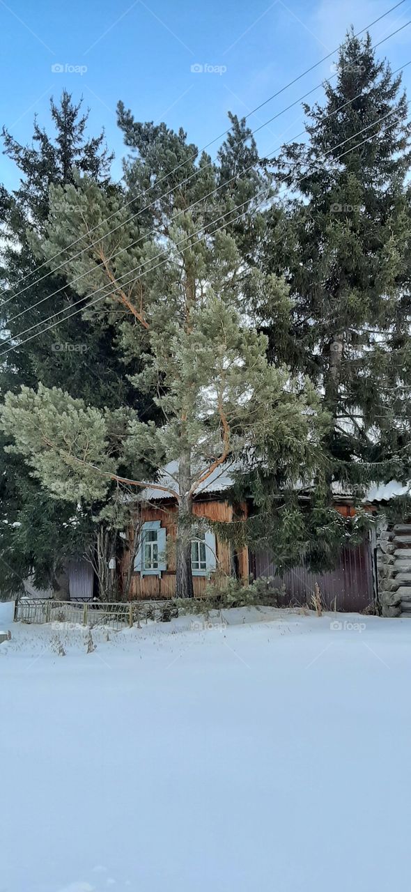 дом с елками в зимней деревне