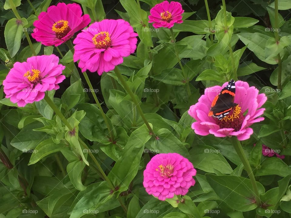 Бабочка на цветке в саду 