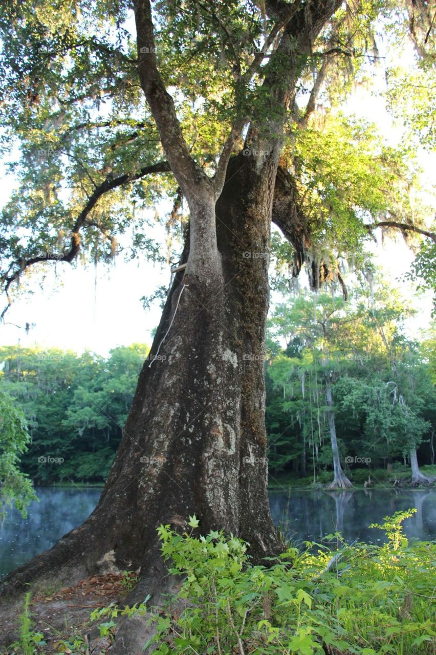 Ginnie springs 