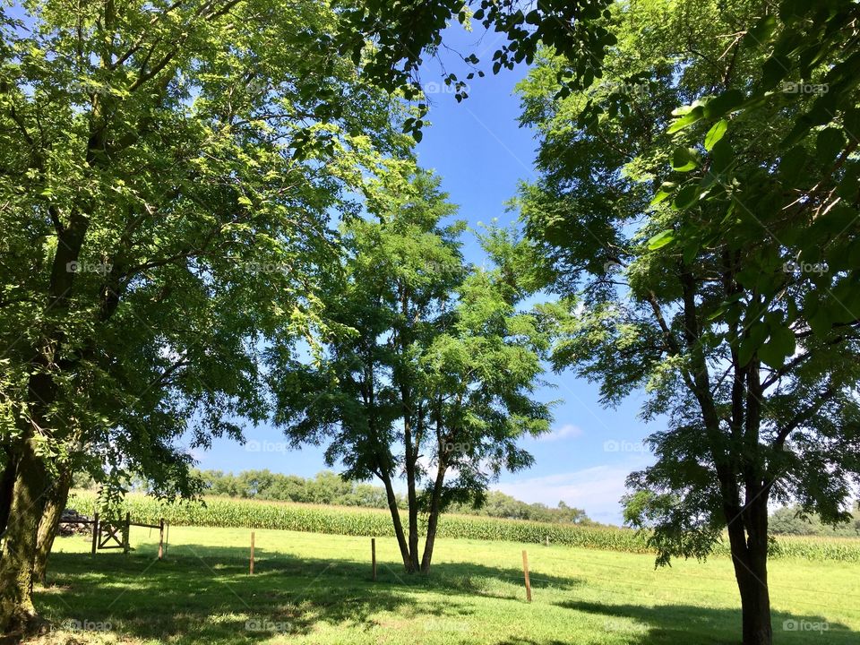 Vivid, green trees and bright, blue sky with a view of a fenced-in pasture and cornfield in the distance on a beautiful, sunny day in the country 
