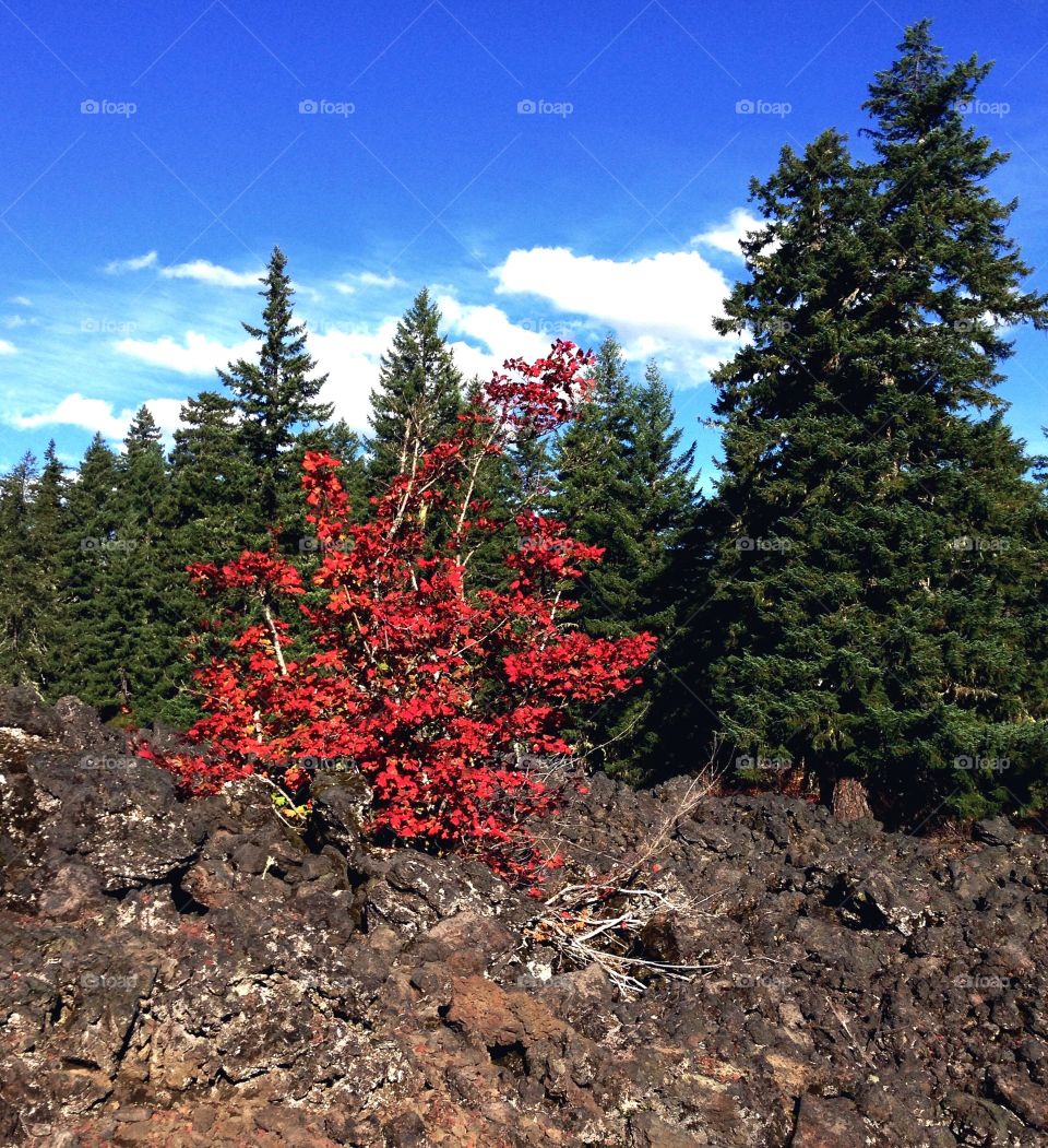 A bush with red fall color grows out of the lava rock. 