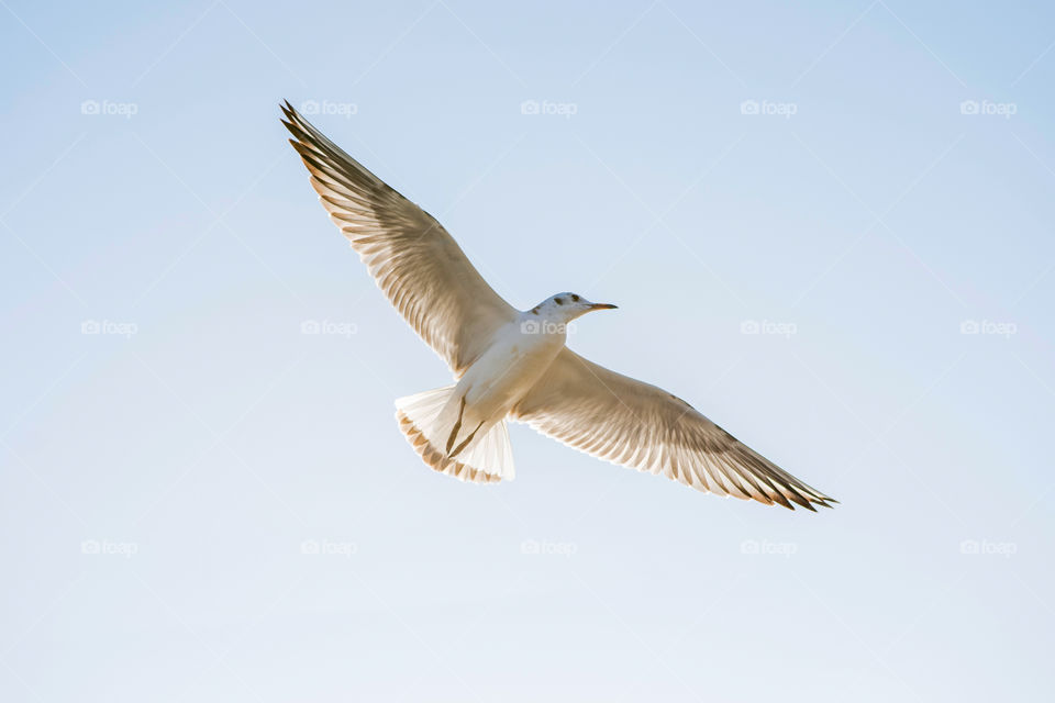 The seagull flies against the blue sky.