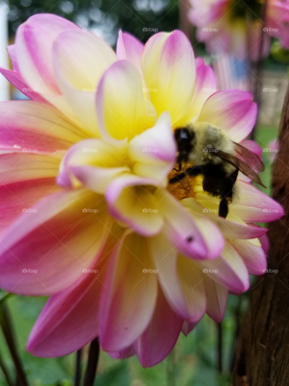 bumblebee in flight