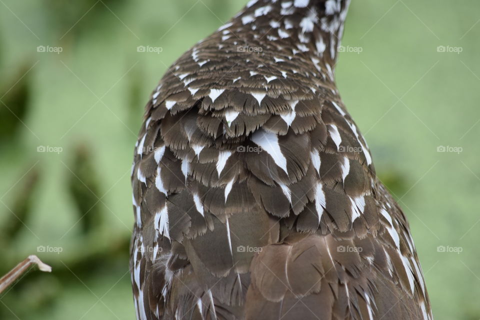 Feathery closeup of a Limpkin 