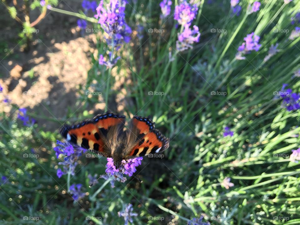 black-orange butterfly on lavender flowers
