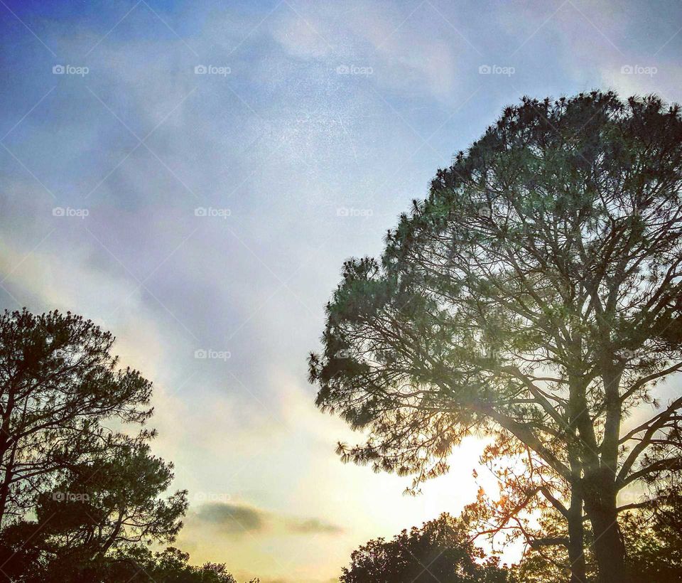 pine tree sunset
