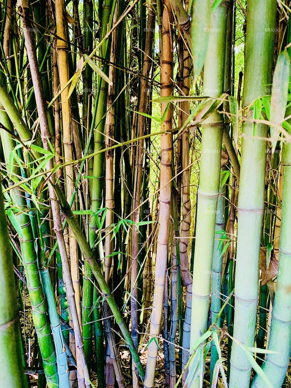 Bamboo feelings