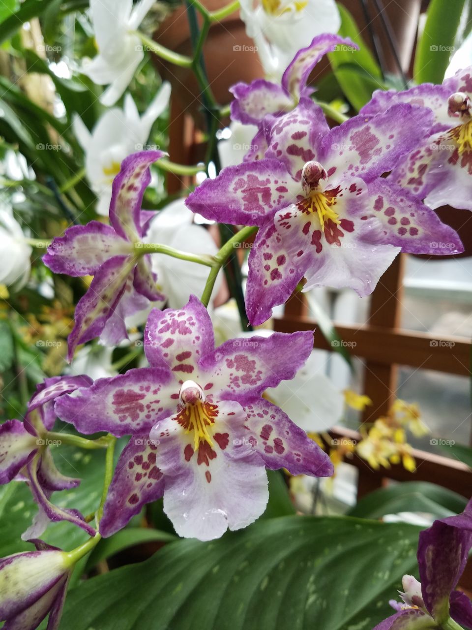 Purple speckled flowers