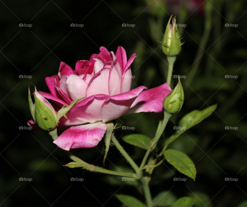 Flower, Nature, Rose, Flora, Leaf