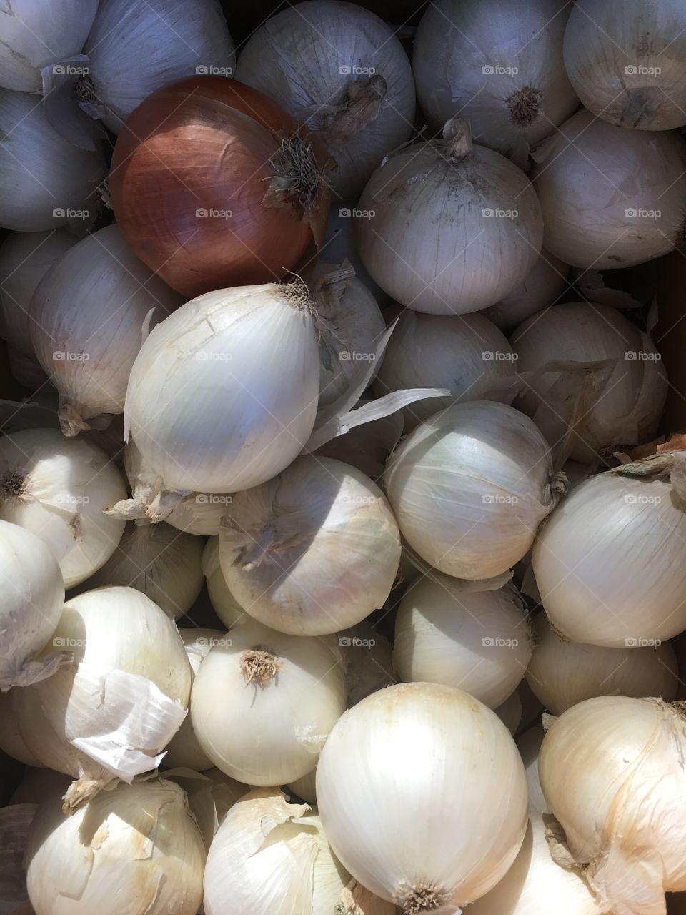 White onions in a bin