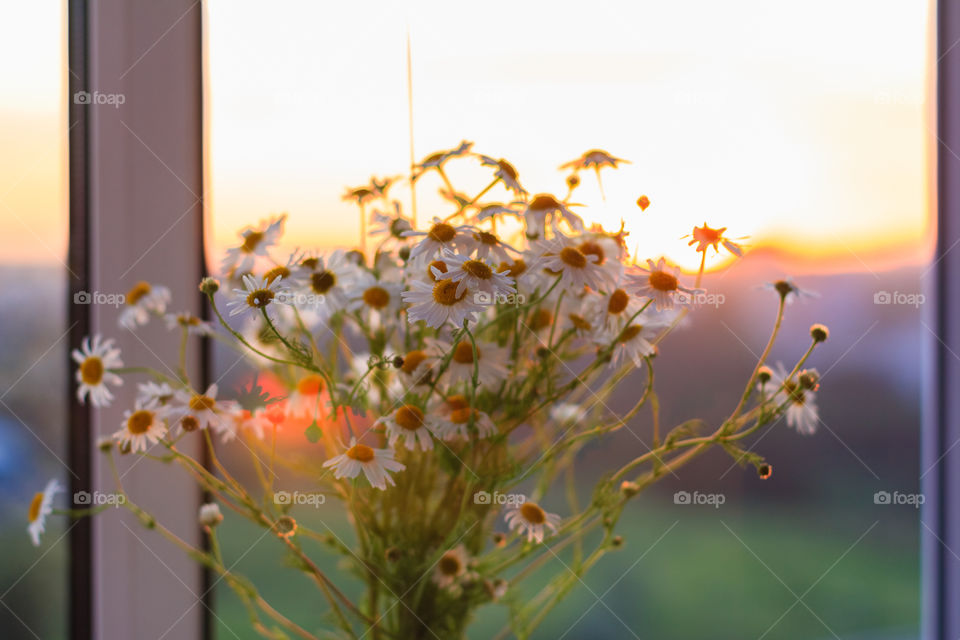 Bouquet of white chamomiles