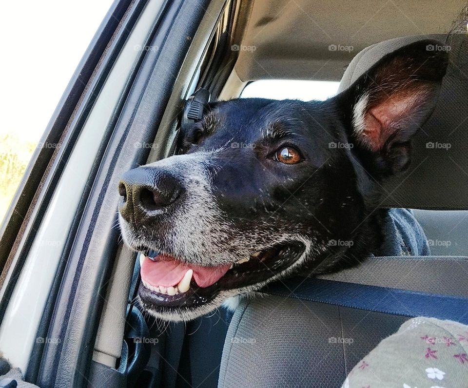 Dogs love to ride in a car with their heads out and feeling the wind Ruffles their  ears