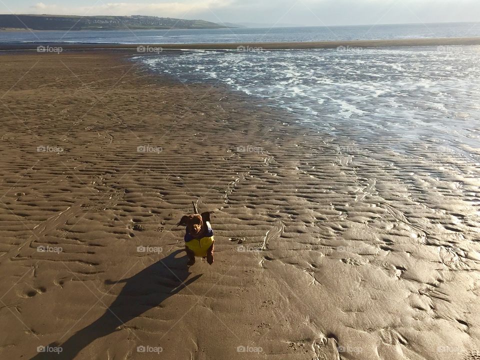 Dachshund Dog Running on Beach