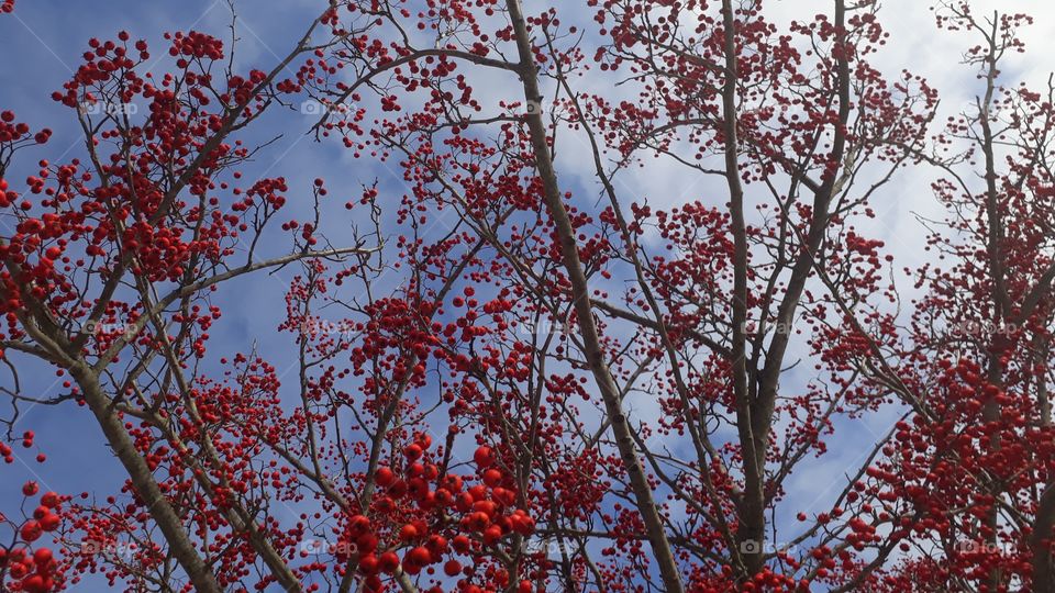 Blue sky painted with red hawthorn