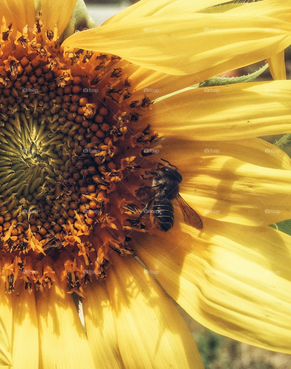 Little bee finding nectar on a hot summers day 