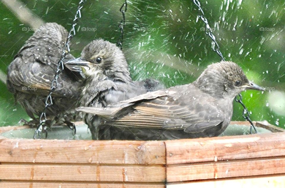 Baby starlings playing in the bird bath 