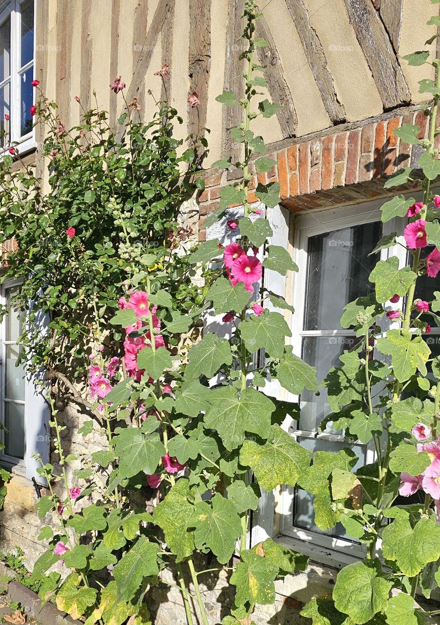 Digitales pourpres a Touques