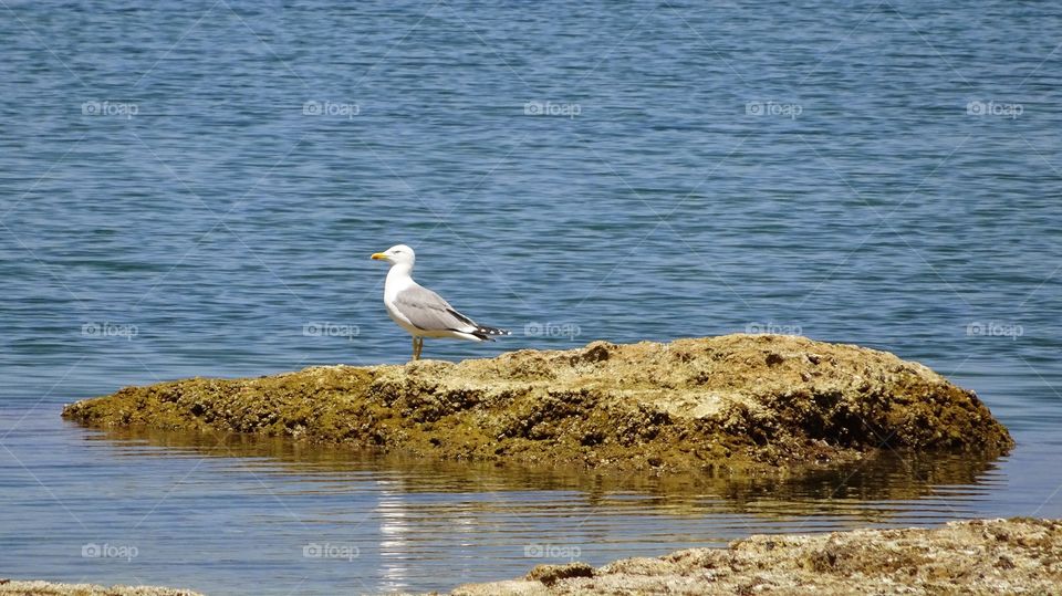 Gull on rock. Greece Gull on rock