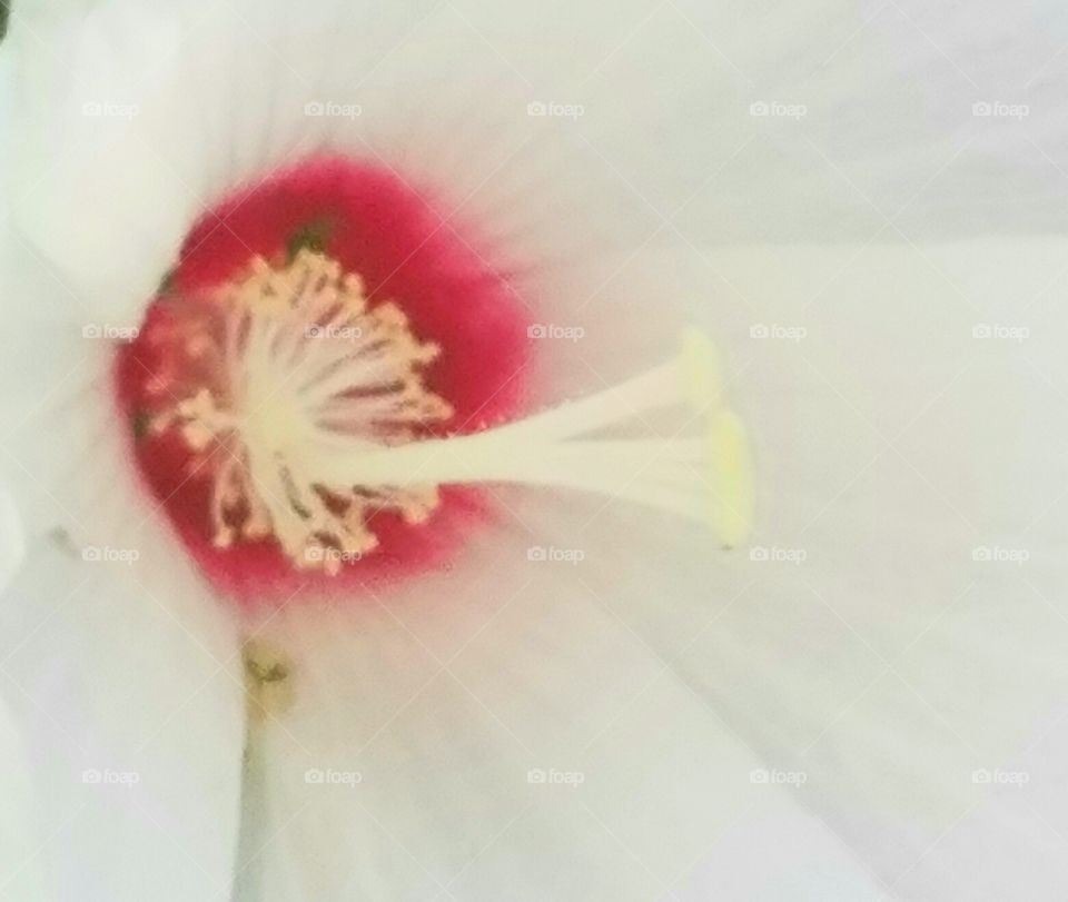 macro flower 2