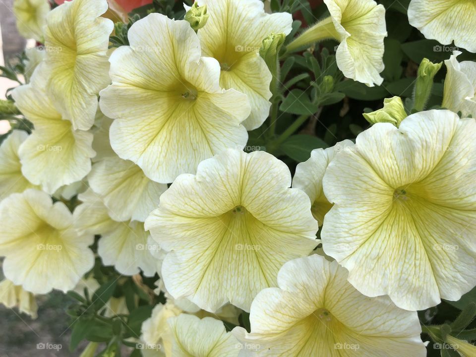 Some very beautiful yellow visitors, have parked themselves for public pleasure.