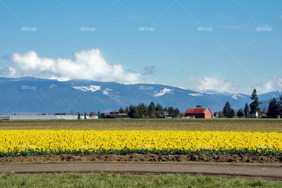 Daffodils and barn