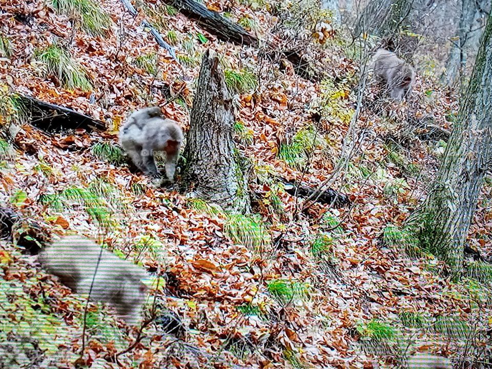 monkey's photography