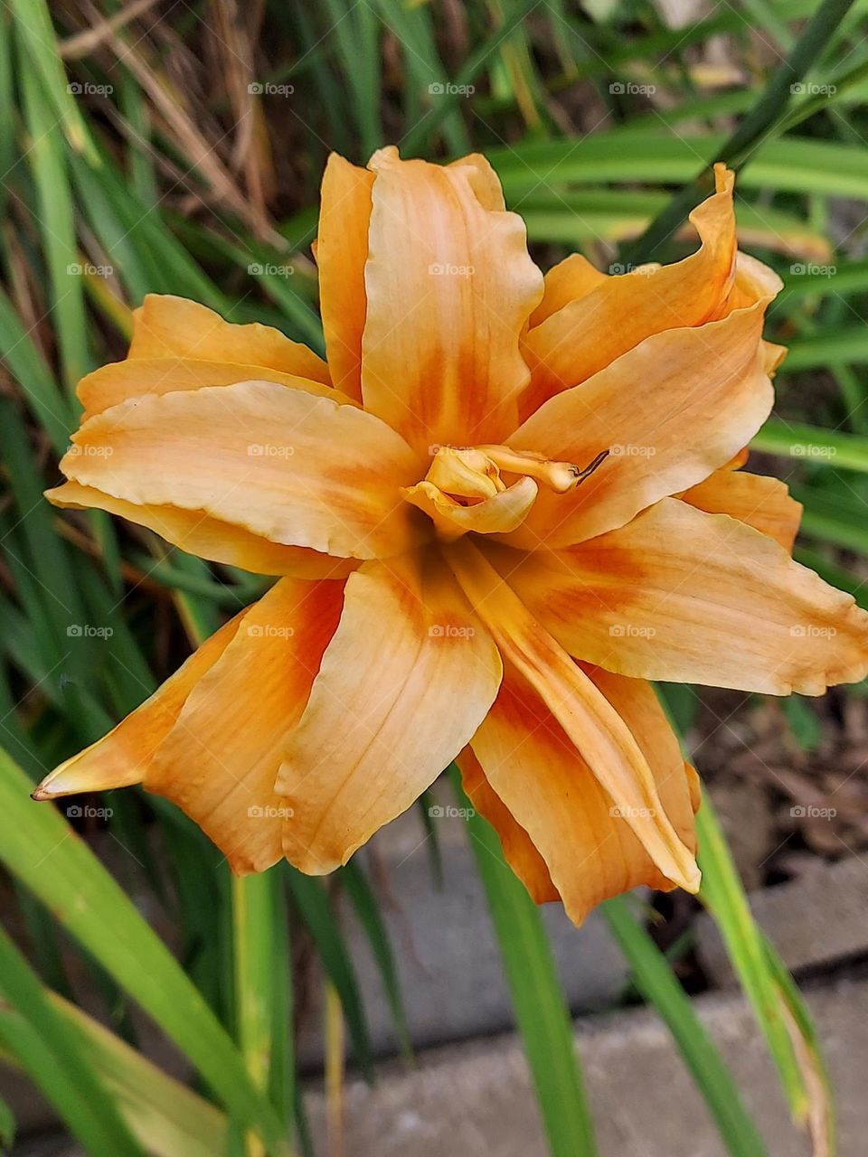 Close-up shot of beautiful double orange day lily