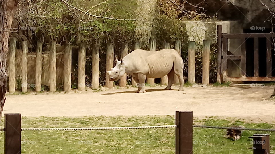 Unstoppable Rhinoceros