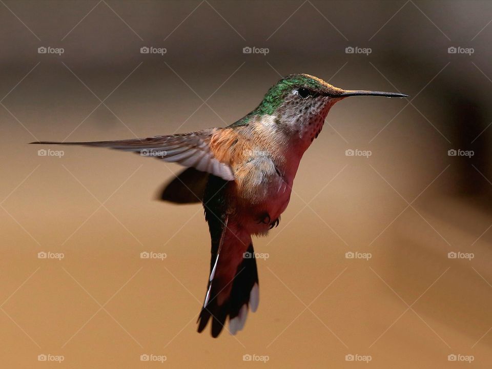 hummingbird in flight