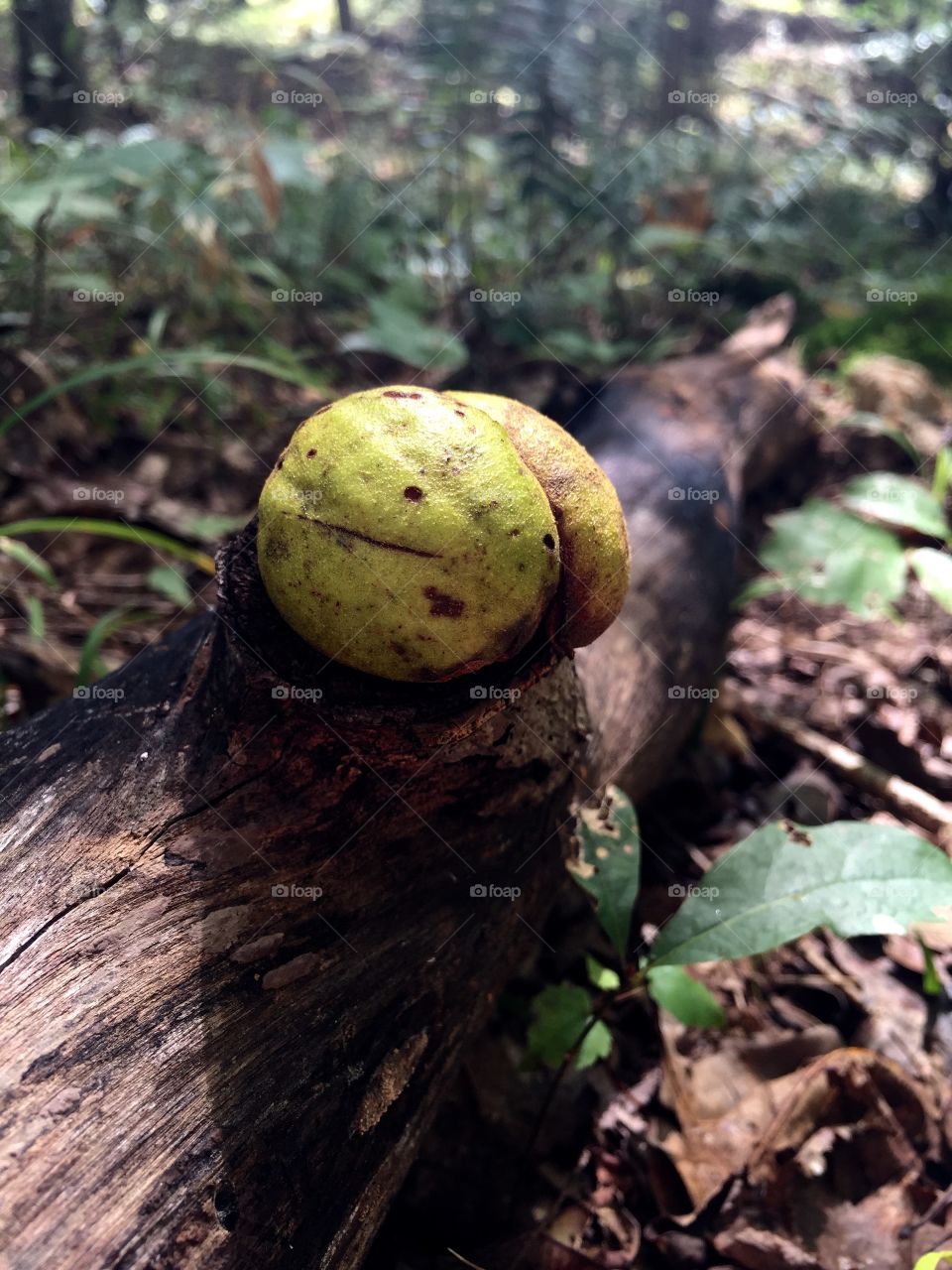 Hickory Nut