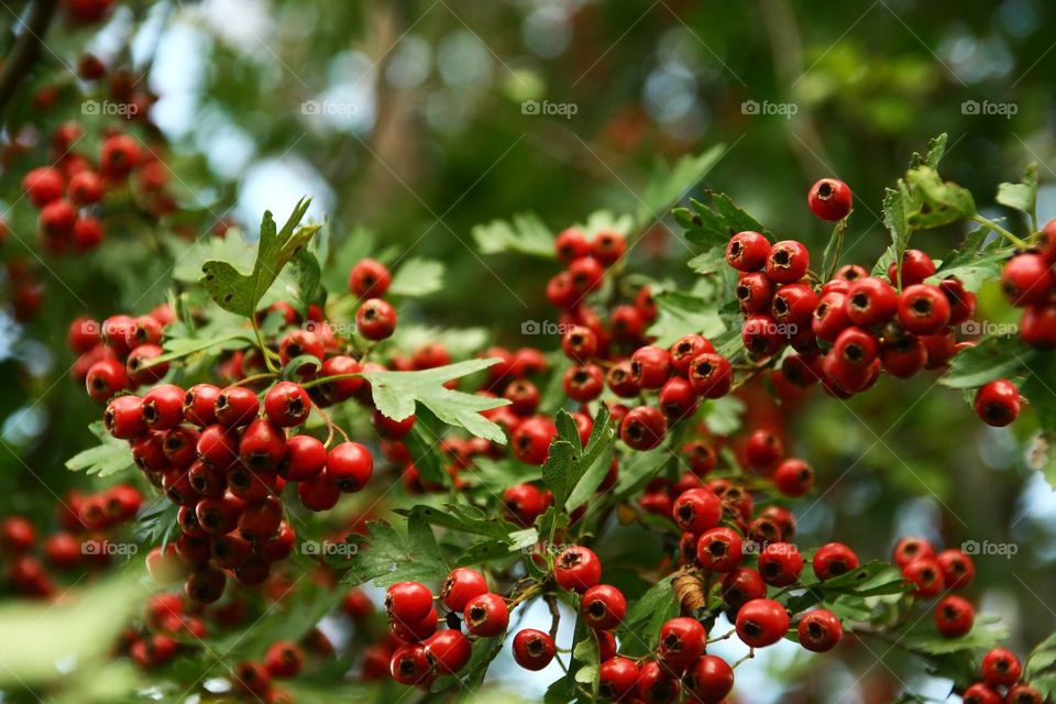 viburnum bush in autumn