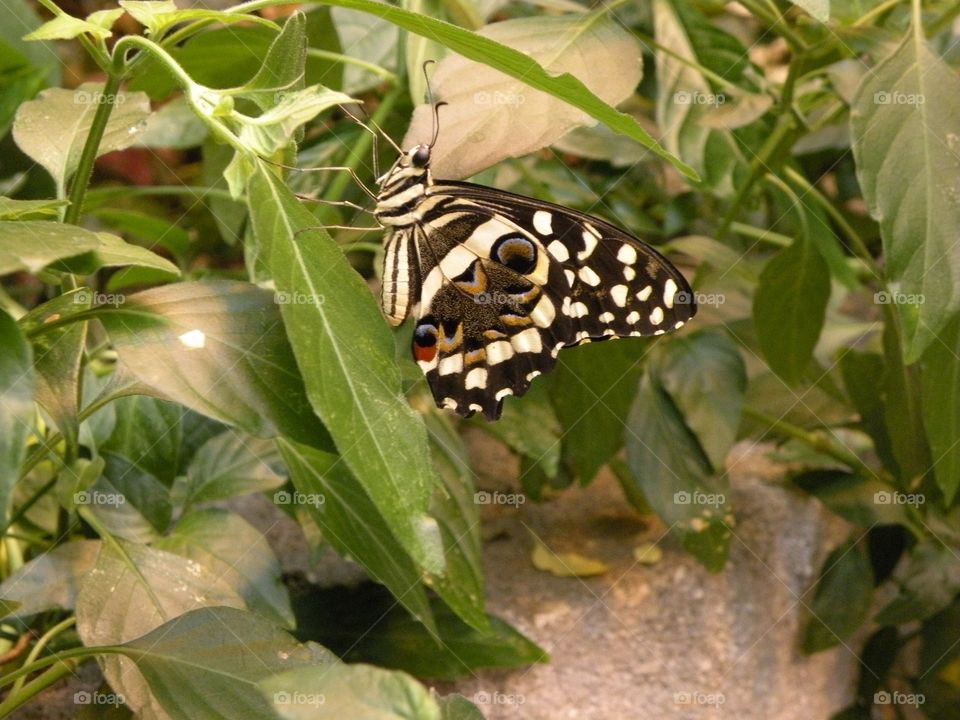 Butterfly 