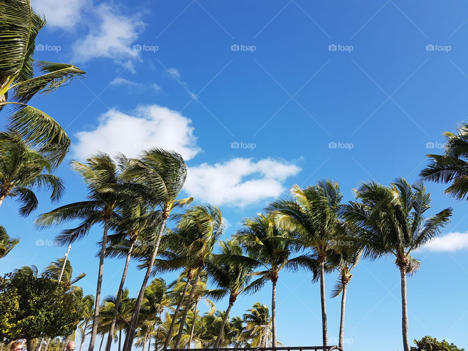 Palm trees in Miami 