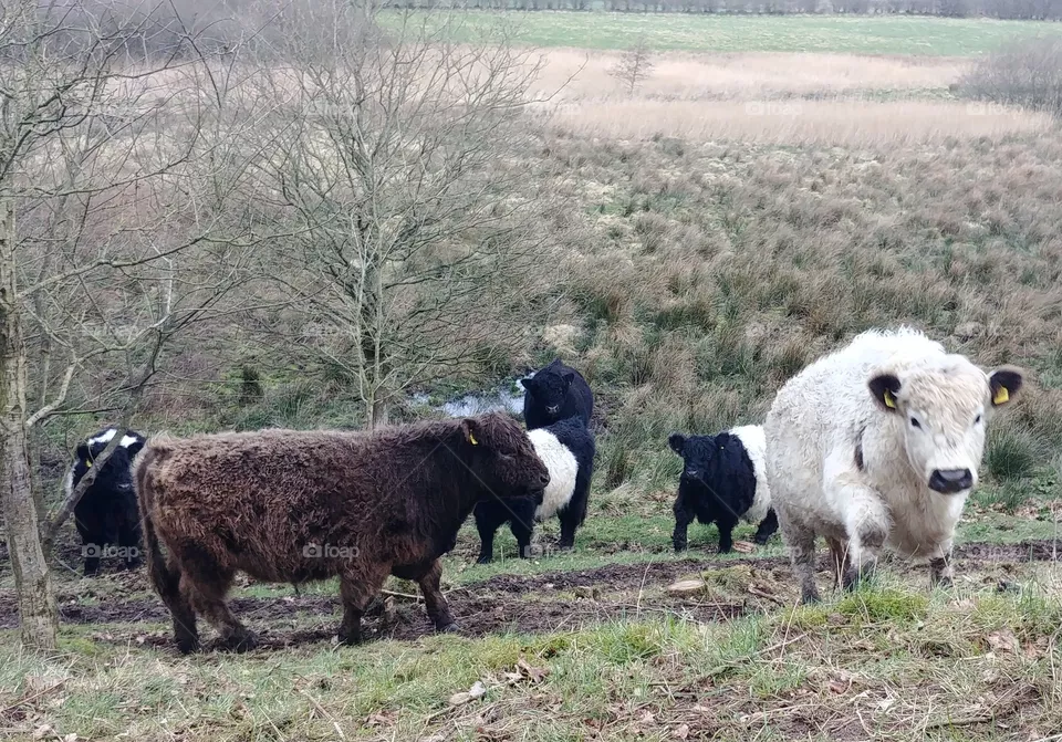 cow
