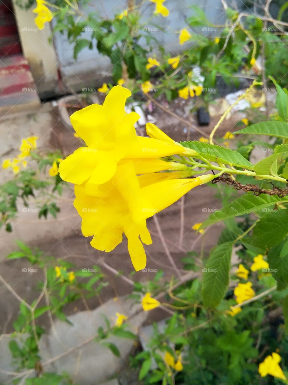 nature 🌿🍃 yellow flower 🌺🌻🌹🌷