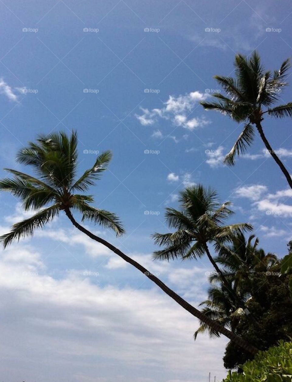 Maui beach Palm Trees in Lahaina 