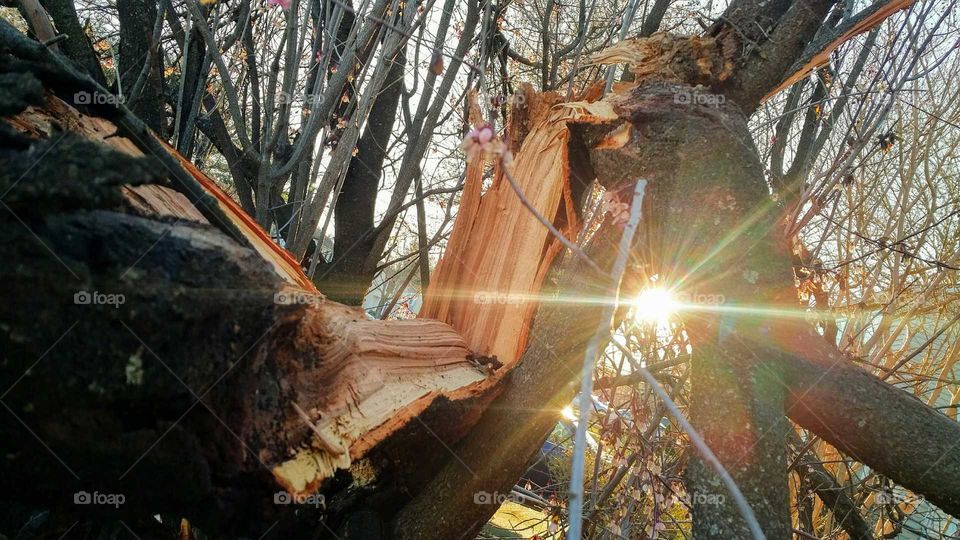 Anatomy of a Tree Break - This Purple-leaf Plum tree succcumbed to the heavy ice and snow that was dumped by a Nor'easter on 3/14.  The break seemed to be due to termite infestation and rot.